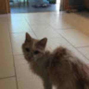 Meet your Posher, Henry